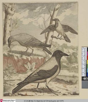 [Nebelkrähe und schwarze Krähe; Hooded Crow and Black Crow]