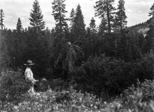 Wald beim Echo Lake : Waldlandschaft mit Personen