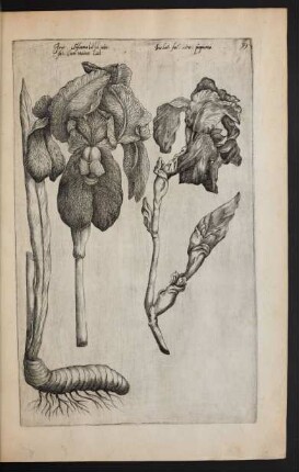 Taf. 39. [Iris]