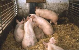 Fotografie: Stallsystem, Mastschwein, Gruppenhaltung, Tieflaufstall, Einstreu