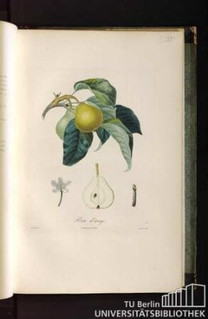 Pl. LXXI. Poire d'ange.