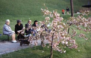 Freiburg: Sitzreihe vor Blütenbaum im Stadtgarten