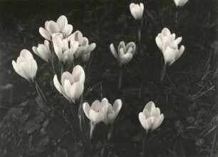 Frühlings-Krokus (Crocus vernus), auch Frühlings-Safran genannt, ist eine Art aus der Familie der Schwertliliengewächse