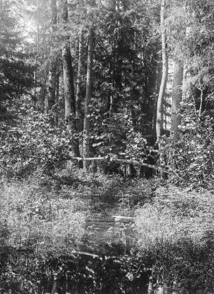 Waldbild : Waldlandschaft mit einem Gewässer im Vordergrund.