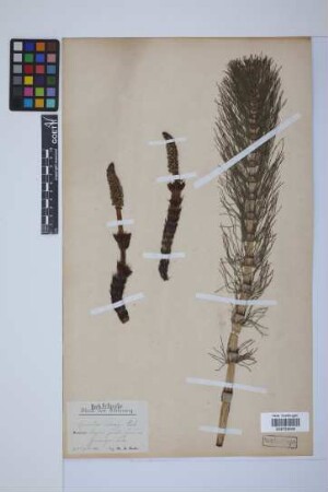 Equisetum telmateia telmateia Ehrh.