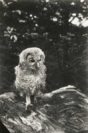 Waldkauz (Strix aluco), auf einem Baumstubben