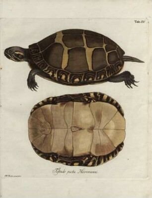 Tab. IV. Testudo picta Herrmanni.