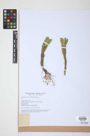 Lycopodium