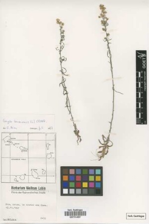 Conyza bonariensis (L.) Cronquist