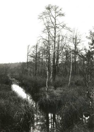 Oberlausitzer Heide-und Teichgebiet. Grenzbeeich d. (Klösterlich-)Neudorfer Moores zum St. Mariensterner Klosterforst mit absterbenden Waldbeständen (Folge von schwefelsäurehaltigen Abwässern der Braunkohlengrube Clara III bei Zeißholz im Vinzenzbach)