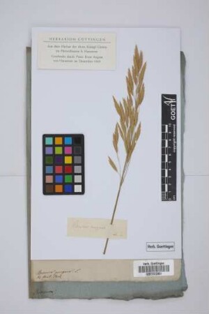 Bromus purgans