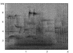 Kleinspecht | Dendrocopos minor - Trommeln