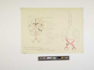 Schematische Darstellung des Hirns [...] (Aus: Natur - Menschenwerk. Die Sinne als Steuerungswerkzeuge. Studien zum Thema "Mensch und Raum", Elemente einer Gestaltungslehre, Aufzeichnungen für den eigenen Unterricht)