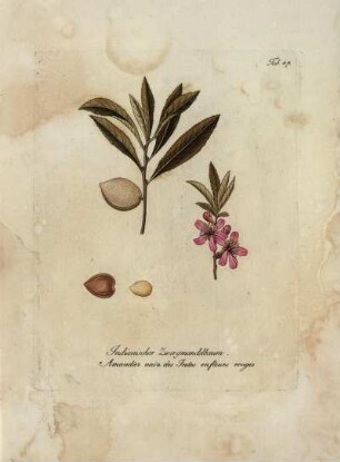 Tab. 47. Indianischer Zwergmandelbaum [...]