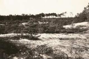 Oberlausitz. Driewitz-Milkeler Heiden. Dünenlandschaft