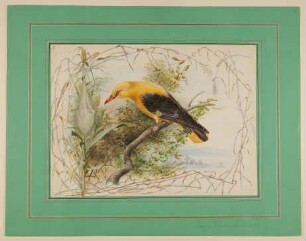 Pirol am Nest [aus der "geblümten Kassette"]
