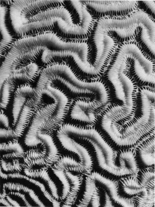 Meandrina cerebrum, Hirnkoralle