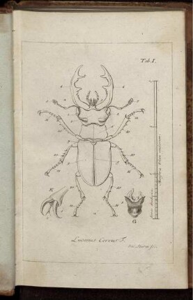 Tab. I. [bis] Tab. XXIV. [Abb. siehe römische Paginierung.]