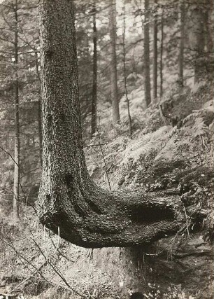 Sächsische Schweiz, Schutzgebiet. Fichte (Picea) mit rechtwinklig aufgebogenem Stammansatz nach Solifluktion