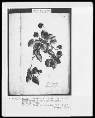 Blumenbuch — Wohlriechendes Veilchen, Folio 2recto