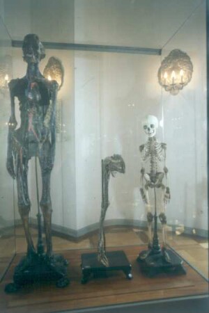 Ingolstadt. Medizinhistorisches Museum in der Alten Anatomie. Seziersaal. Anatomisches Totalpräparat eines menschlichen Körpers aus dem 19. Jh.