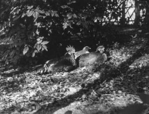 Haushühner : Ruhende Haushühner (Gallus gallus domesticus Gmelin).