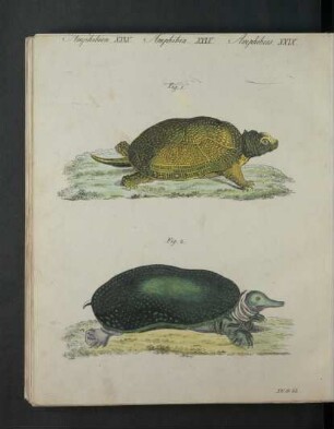 Tafel: Amphibien XXIX. [...]