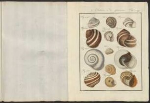 Tab. 129.