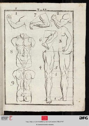 Tab. VI [Torso, Gliedmaßen (Proportionen)]