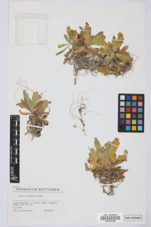 Arabis caucasica Willd.