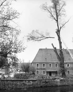 Schönfeld (Dresden-Schönfeld-Weißig), Fällen der beiden Linden im Rittergutshof. Durchmesser des Stammes 30 cm, über dem Boden 180 und 200 cm