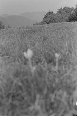 Čičmany. Akt-Pleinair 1980. Herbstzeitlose (Colchicum autumnale) auf einer Wiese