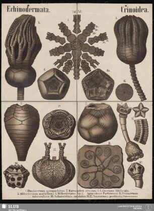 Tafel 11: Echinodermata : Crinoidea