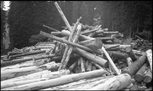 Valser Tal: Haufen von gefällten Baumstämmen