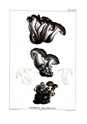 Tav. XVIII. Agaricus effocatellus Maur.