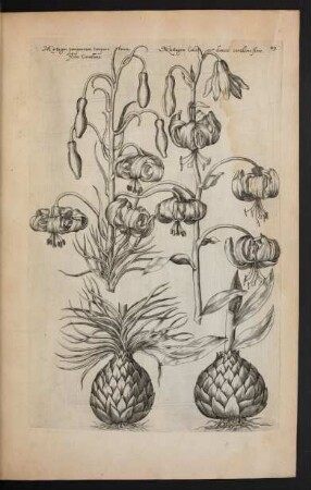 Taf. 49. [Lilium martagon]