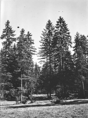 Wald : Ein Wald mit großen Tannenbäumen