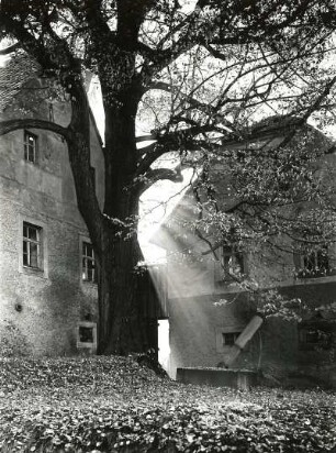 Naturschutz. Baumschutz. Linde in einem Gutshof