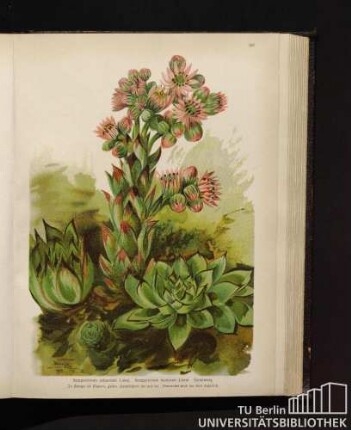 Sempervivum calcareum Linné. Sempervivum tectorum Linné. Hauswurz.