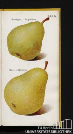 Tafel IV. Herzogin v. Angoulême und Diels Butterbirne.
