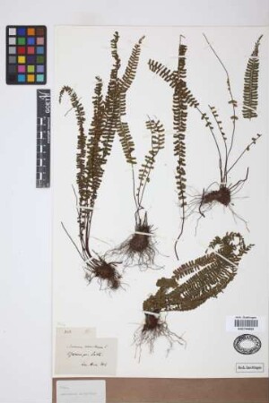 Asplenium monanthes