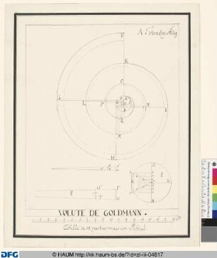 VOLUTE DE GOLDMANN