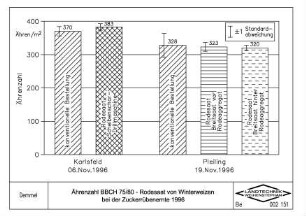Ährenzahl BBCH 75/80, Rodesaat von Winterweizen bei der Zuckerübenernte 1996