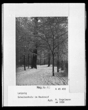 Scheibenholz