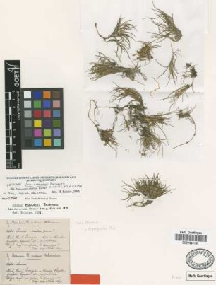 Juncus depauperatus Phil.
