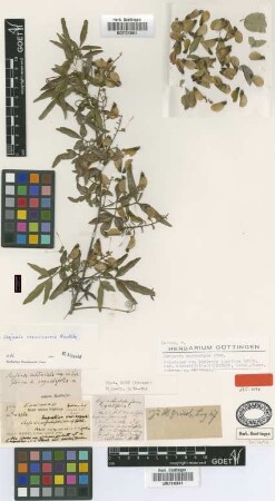Serjania subdentata Juss ex Poir. fo. angustifolia Griseb.) Radlk.
