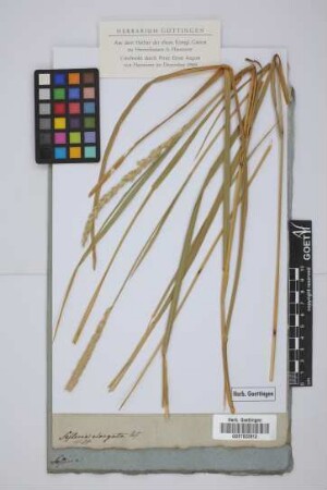 Sesleria elongata Host