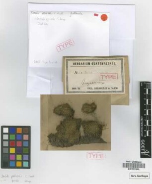 Barbula perlinealis Müll.Hal. [isotype]