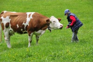 Junge und Kuh bei Mayrhofen : Ein kleiner Junge nähert sich einer Milchkuh auf einer Bergwiese. Aufgenommen im Stilluptal bei Mayrhofen (Tirol) am 28. Mai 2009