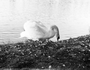 Schwan in Milkel, Wegweiser